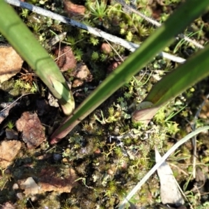 Thelymitra nuda at Cook, ACT - 2 Sep 2021