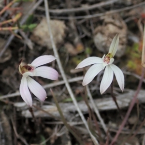 Caladenia fuscata at Aranda, ACT - 3 Sep 2021