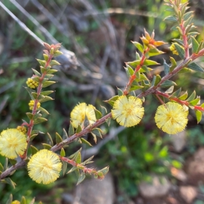 Acacia gunnii (Ploughshare Wattle) at Griffith, ACT - 5 Sep 2021 by AlexKirk