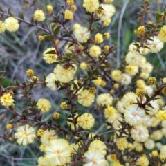 Acacia gunnii at Griffith, ACT - 5 Sep 2021 11:27 AM