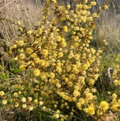 Acacia gunnii at Griffith, ACT - 5 Sep 2021 11:27 AM