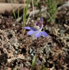 Cyanicula caerulea (Blue Fingers, Blue Fairies) at Aranda, ACT - 3 Sep 2021 by CathB