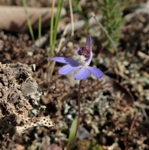 Cyanicula caerulea at Aranda, ACT - 3 Sep 2021