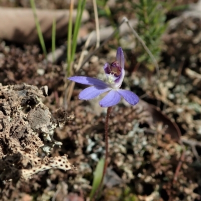 Cyanicula caerulea (Blue Fingers, Blue Fairies) at Aranda, ACT - 3 Sep 2021 by CathB