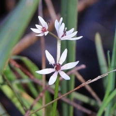 Wurmbea dioica subsp. dioica (Early Nancy) at Wodonga - 5 Sep 2021 by Kyliegw