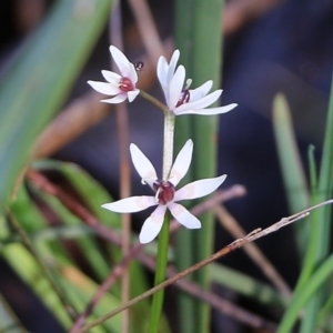 Wurmbea dioica subsp. dioica at Wodonga, VIC - 5 Sep 2021