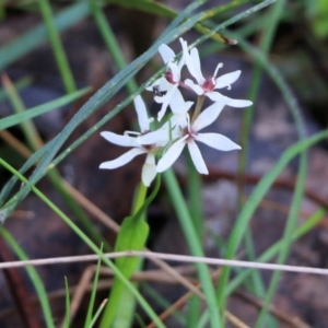 Wurmbea dioica subsp. dioica at Wodonga, VIC - 5 Sep 2021