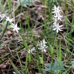 Wurmbea dioica subsp. dioica at Wodonga, VIC - 5 Sep 2021