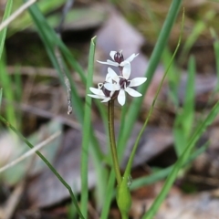 Wurmbea dioica subsp. dioica at Wodonga, VIC - 5 Sep 2021