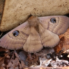 Dasypodia selenophora (Southern old lady moth) at Wodonga, VIC - 4 Sep 2021 by Kyliegw