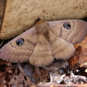 Dasypodia selenophora at Wodonga, VIC - 5 Sep 2021 09:47 AM