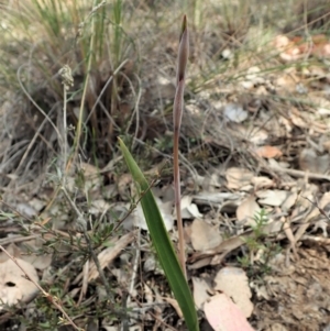 Lyperanthus suaveolens at Aranda, ACT - suppressed