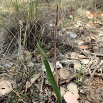 Lyperanthus suaveolens (Brown Beaks) at Aranda Bushland - 3 Sep 2021 by CathB