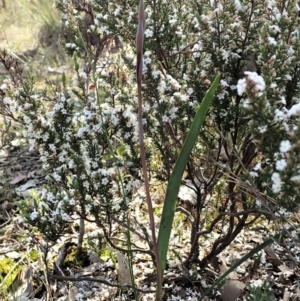 Lyperanthus suaveolens at Aranda, ACT - suppressed