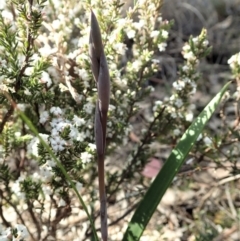 Lyperanthus suaveolens at Aranda, ACT - suppressed