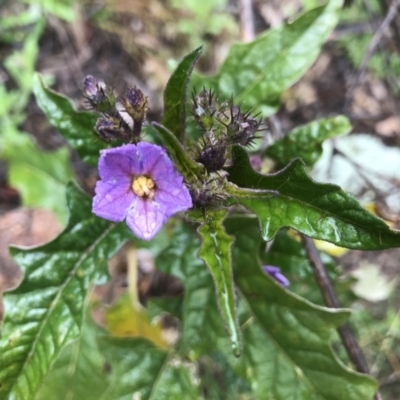 Solanum cinereum (Narrawa Burr) at McQuoids Hill - 28 Aug 2021 by PeterR