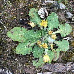 Cymbonotus sp. (preissianus or lawsonianus) (Bears Ears) at McQuoids Hill - 28 Aug 2021 by PeterR