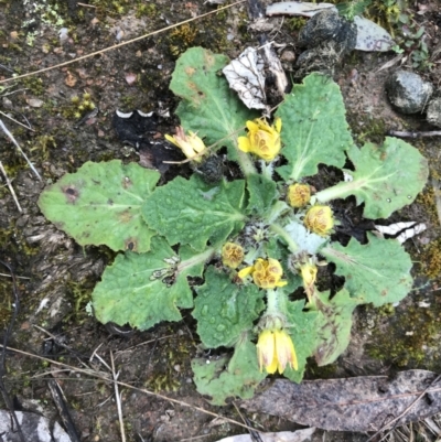 Cymbonotus sp. (preissianus or lawsonianus) (Bears Ears) at McQuoids Hill - 28 Aug 2021 by PeterR