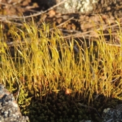 Pottiaceae (family) (A moss) at Tuggeranong Hill - 10 Aug 2021 by michaelb