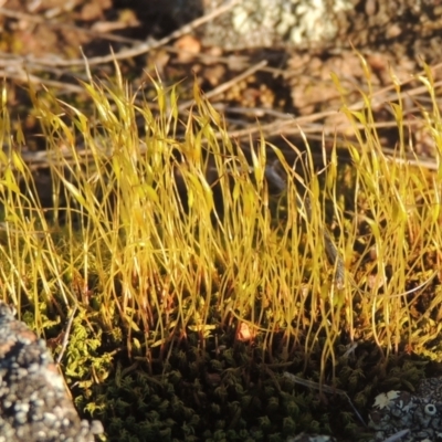 Pottiaceae (family) (A moss) at Tuggeranong Hill - 10 Aug 2021 by michaelb