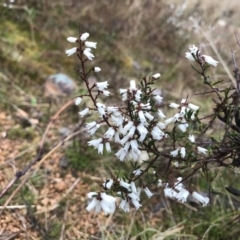 Cryptandra amara (Bitter Cryptandra) at McQuoids Hill - 28 Aug 2021 by PeterR