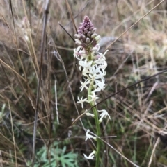 Stackhousia monogyna (Creamy Candles) at McQuoids Hill - 28 Aug 2021 by PeterR