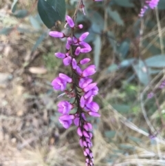 Indigofera australis subsp. australis (Australian Indigo) at Kambah, ACT - 5 Sep 2021 by PeterR