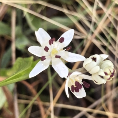 Wurmbea dioica subsp. dioica (Early Nancy) at Chifley, ACT - 4 Sep 2021 by PeterR