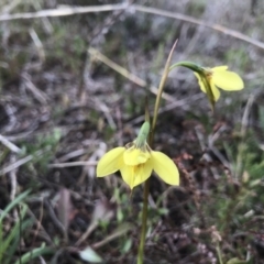 Diuris chryseopsis (Golden Moth) at Kambah, ACT - 4 Sep 2021 by PeterR