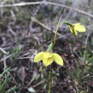 Diuris chryseopsis at Kambah, ACT - 5 Sep 2021