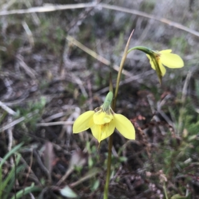 Diuris chryseopsis (Golden Moth) at Mount Taylor - 4 Sep 2021 by PeterR