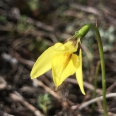 Diuris chryseopsis at Kambah, ACT - suppressed