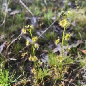 Drosera sp. at Kambah, ACT - 5 Sep 2021