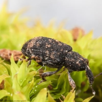 Achopera lachrymosa (Weevil) at Macgregor, ACT - 4 Sep 2021 by Roger