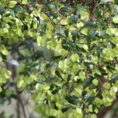 Dodonaea viscosa subsp. cuneata (Wedge-leaved Hop Bush) at Wodonga, VIC - 5 Sep 2021 by Kyliegw