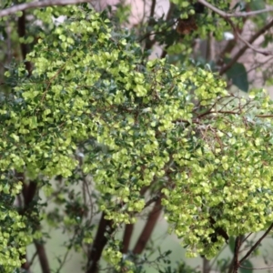 Dodonaea viscosa subsp. cuneata at Wodonga, VIC - 5 Sep 2021