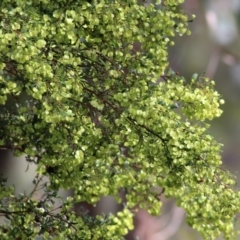 Dodonaea viscosa subsp. cuneata at Wodonga, VIC - 5 Sep 2021
