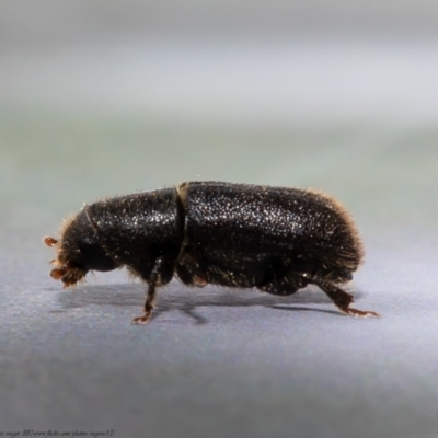 Hylurgus ligniperda (Golden-haired bark beetle) at Macgregor, ACT - 5 Sep 2021 by Roger