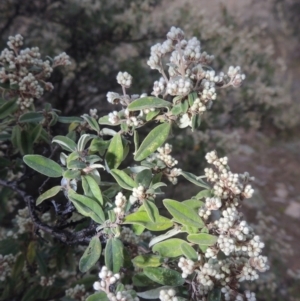 Pomaderris pallida at Conder, ACT - 10 Aug 2021