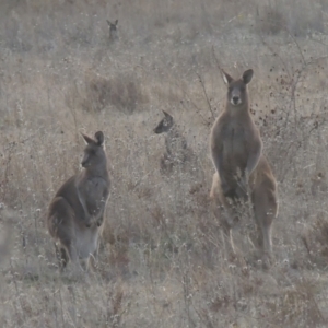 Macropus giganteus at Conder, ACT - 10 Aug 2021