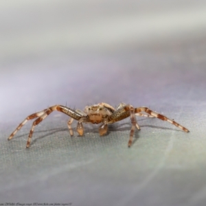 Australomisidia sp. (genus) at Macgregor, ACT - 5 Sep 2021