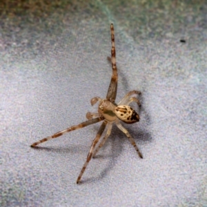 Australomisidia sp. (genus) at Macgregor, ACT - 5 Sep 2021