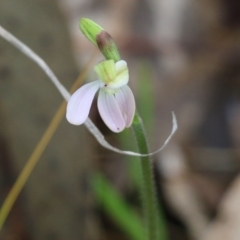 Caladenia carnea (Pink Fingers) at Wodonga - 5 Sep 2021 by Kyliegw