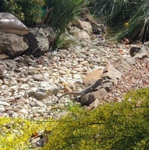 Pogona barbata at Albury, NSW - suppressed