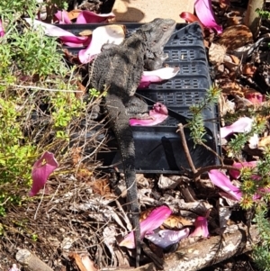 Pogona barbata at Albury, NSW - suppressed