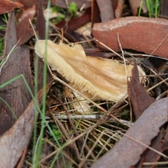 Unverified Cap on a stem; gills below cap [mushrooms or mushroom-like] at Wodonga, VIC - 5 Sep 2021 by KylieWaldon