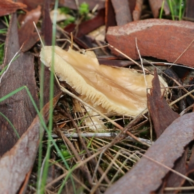Unidentified Cap on a stem; gills below cap [mushrooms or mushroom-like] at Jack Perry Reserve - 5 Sep 2021 by Kyliegw