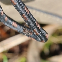 Aedes sp. (genus) (Mosquito) at Jack Perry Reserve - 5 Sep 2021 by Kyliegw