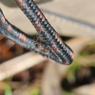 Aedes sp. (genus) (Mosquito) at Wodonga, VIC - 5 Sep 2021 by Kyliegw