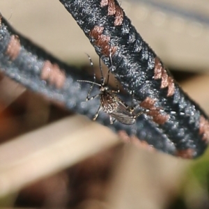 Aedes sp. (genus) at Wodonga, VIC - 5 Sep 2021 10:09 AM